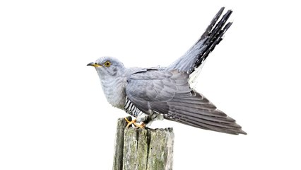 The sound of a cuckoo