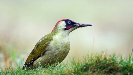 Green woodpecker