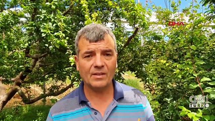 Sezonu 600 TL ile açılan erkenci eriğin kilosu 90 TL'ye düştü