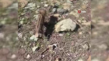 Elazığ'da baharla birlikte yaban domuzları da ortaya çıktı