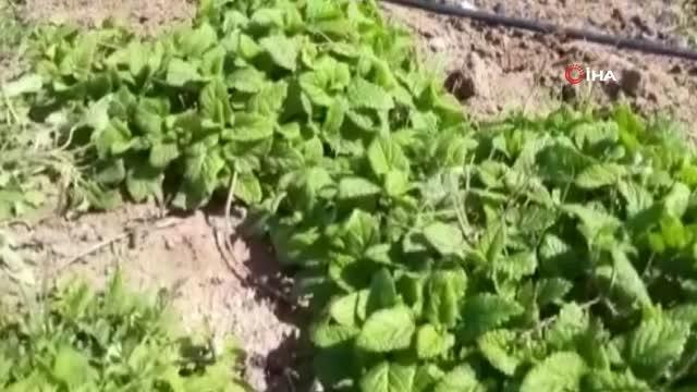 Tıbbi aromatik bitki yetiştiriciliğine yoğun ilgi