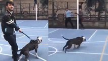 Pitbull'la şaka basketbol sahasındaki çocuklara dehşeti yaşattı
