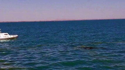 غواصون يتفقدون هيكل سفينة الوقود الغارقة قبالة تونس