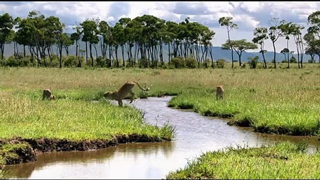 Jean-François Camilleri Interview 3: Félins