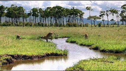 Jean-François Camilleri Interview 3: Félins