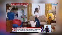 Dance collab ng isang aso at kanyang mga fur parent, pinusuan online | 24 Oras Weekend