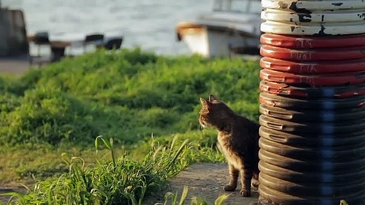 Kedi - Des chats et des hommes EXTRAIT VO "Chiens et chats"