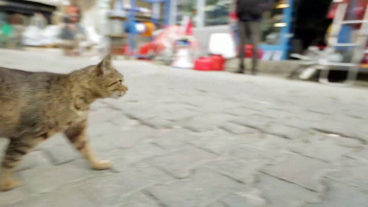 Kedi - Des chats et des hommes EXTRAIT VO "Bengu"