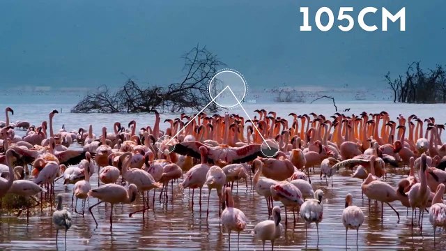 Nature - EXTRAIT VF Le flamant rose