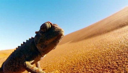 Nature - EXTRAIT VF "Le caméléon"