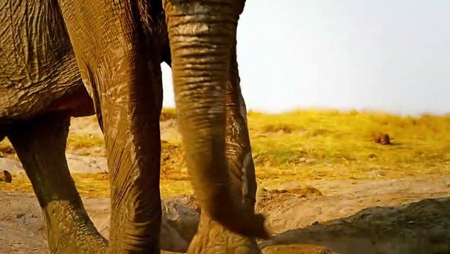 Nature - EXTRAIT VF L'éléphant d'Afrique