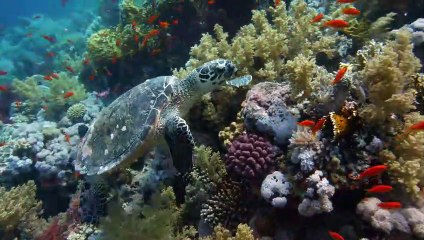 Nature - MAKING OF VOST "Le roi de la jungle"