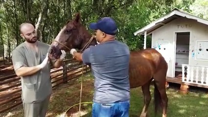 Cavalo atacado por onça recebe atendimento de veterinário: "As lesões são características de ataque felino"