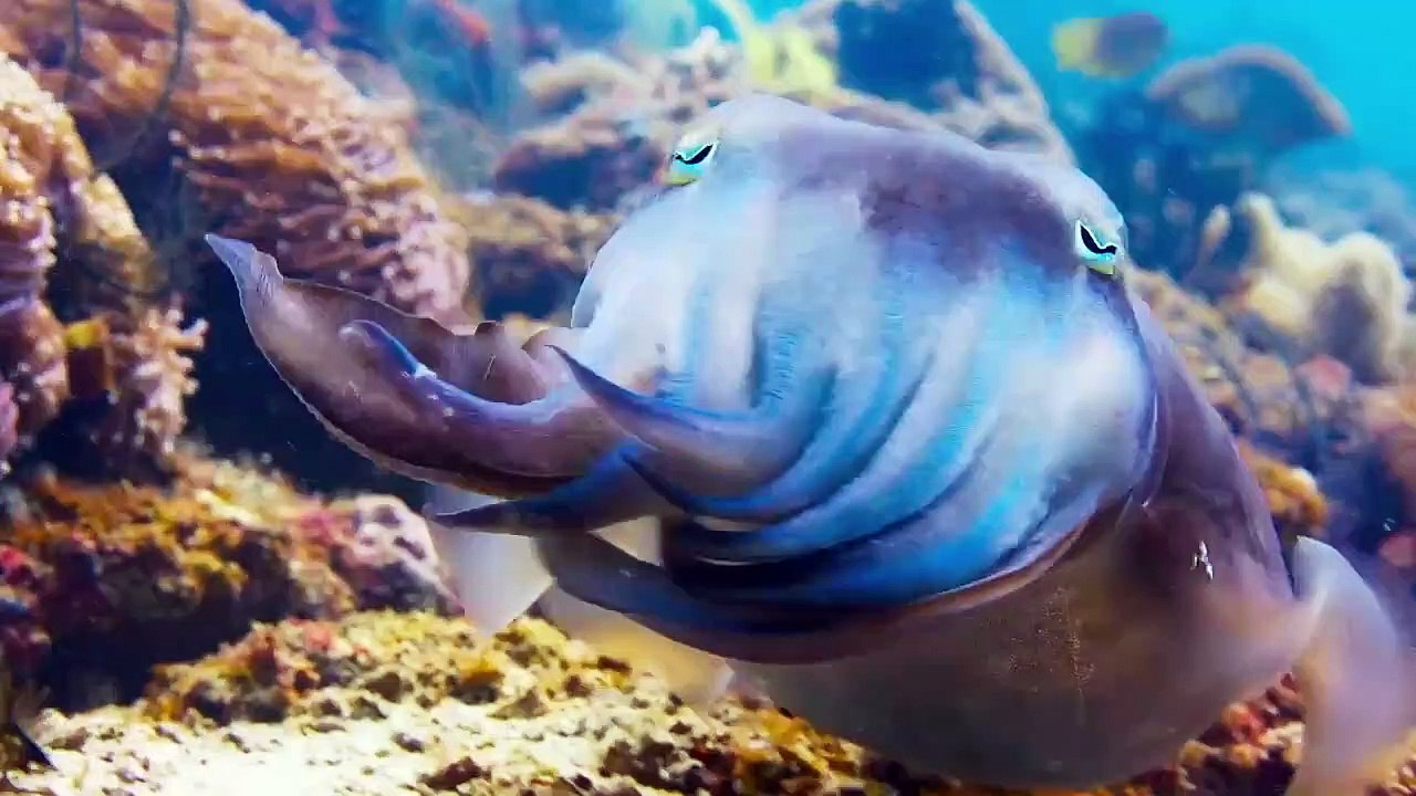 Blue Bande-annonce VF