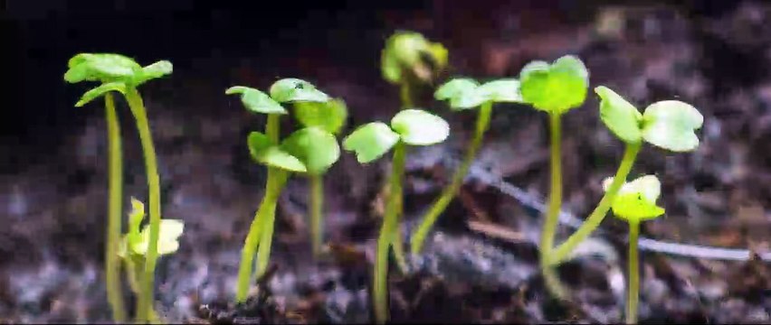 Tout est possible (The biggest little farm) Bande-annonce VF