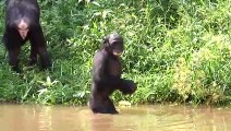 Claudine André, Fanny Mehl, Alain Tixier Interview : Bonobos