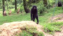 Claudine André, Fanny Mehl, Alain Tixier Interview 2: Bonobos
