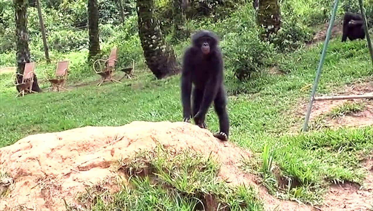 Claudine André, Fanny Mehl, Alain Tixier Interview 2: Bonobos