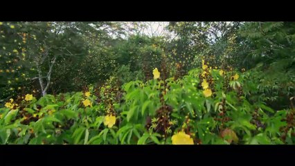 "Il était une forêt" : Naissance d'un film
