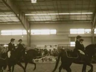 Salon du cheval d'Albi 2008