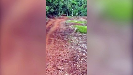 Suposta onça que atacou cavalo no Lago Azul é flagrada por moradores