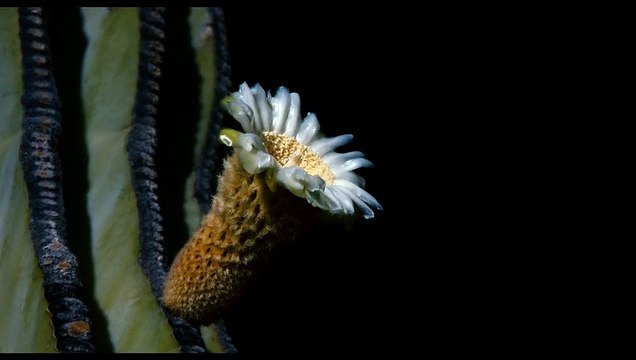 Pollen Extrait vidéo VF