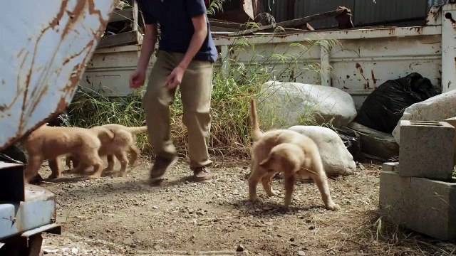 Un Noël de rêve Bande-annonce VO