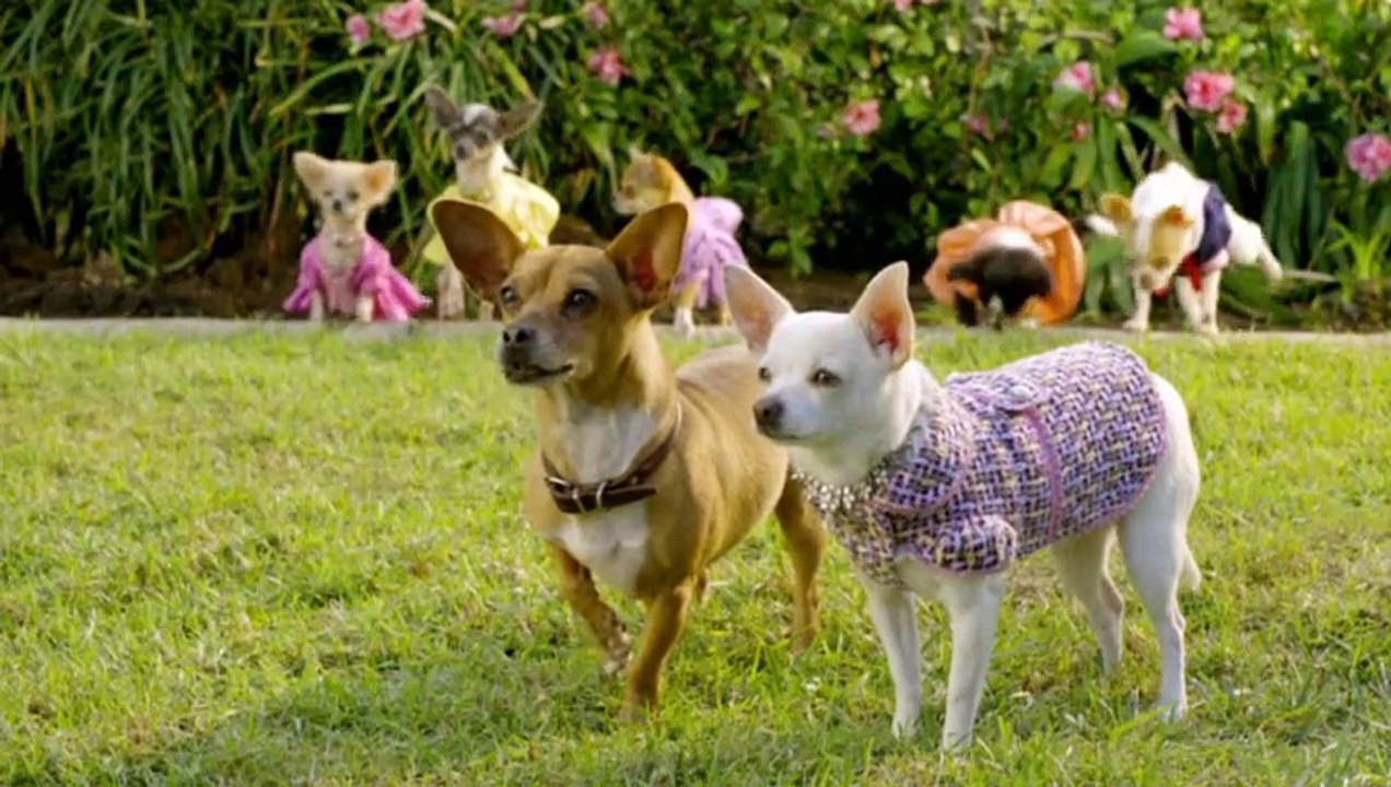 Le Chihuahua de Beverly Hills 2 Bande-annonce VF
