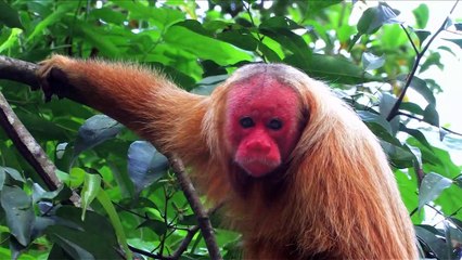 Brésil - Un jardin pour la planète Bande-annonce VF