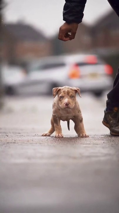 Cutest dogs,