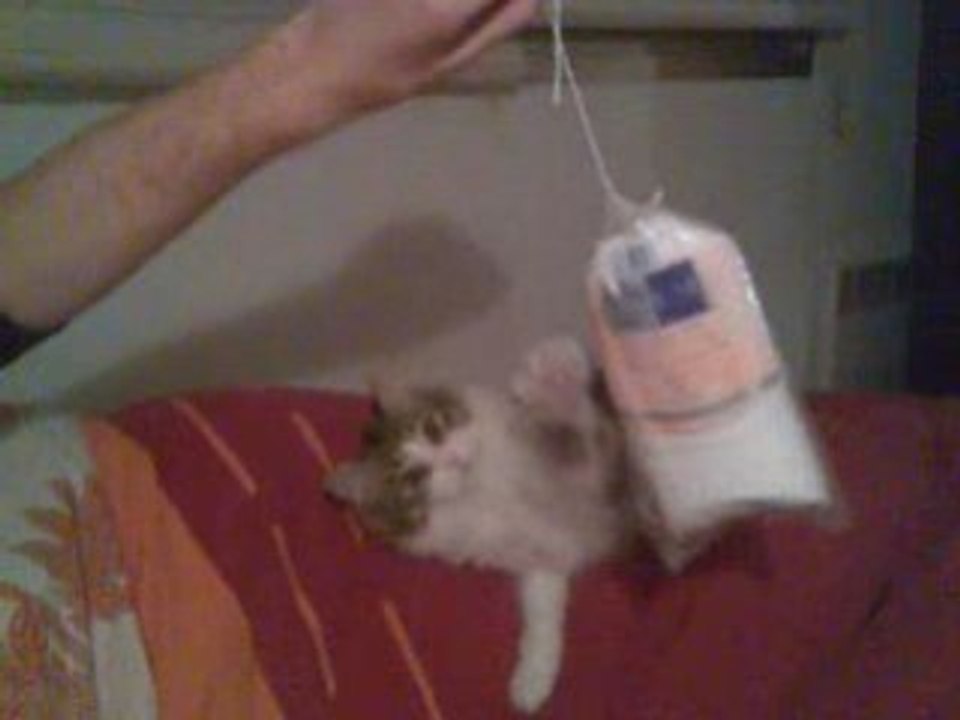 Léia chat fait de la boxe