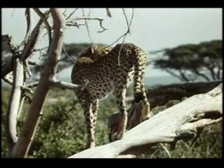 La Griffe et la dent Extrait vidéo VO