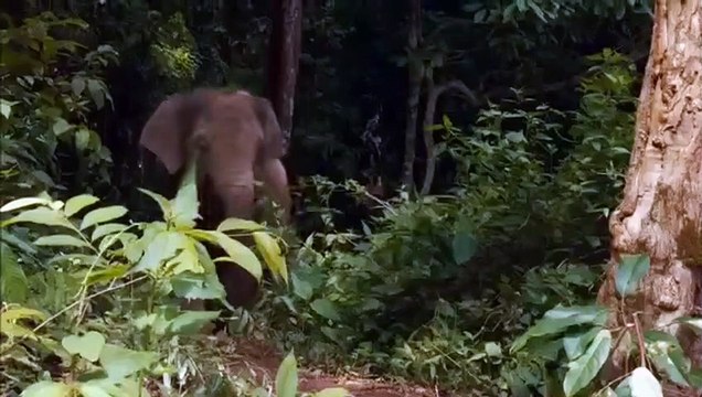 Lucky l'éléphant Bande-annonce VO