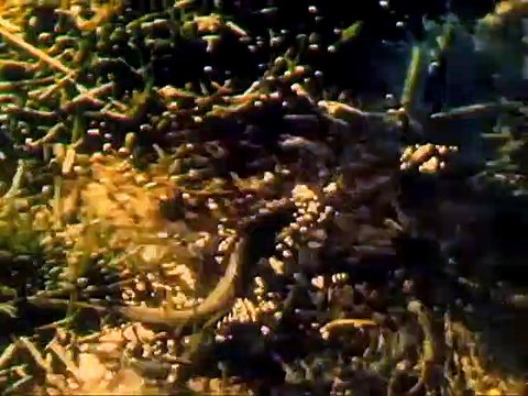 Les Aventures du capitaine Wyatt Bande-annonce VO