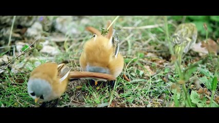 L&#039;Ami, François d&#039;Assise et ses frères BONUS "Sur le tournage"