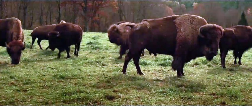 Alone Yet Not Alone Bande-annonce VO