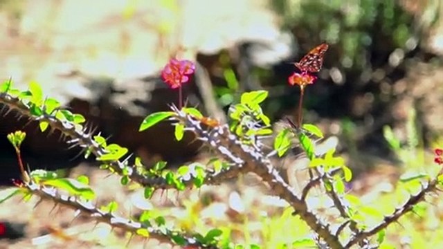 Notre révolution intérieure EXTRAIT VO Méditation