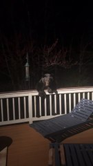 Scaring a Black Bear Off the Porch