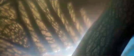 Alien : Covenant - Teaser "Découvrez Walter" VO