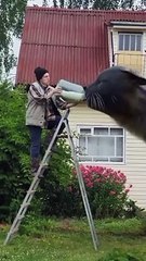 Интересный монтаж-поим гигантского кота