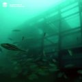 Underwater Footage of the Eurobodalla Artificial Reef