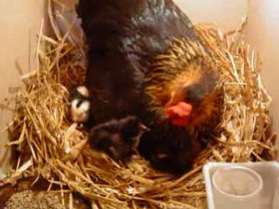 Poule et ses poussins