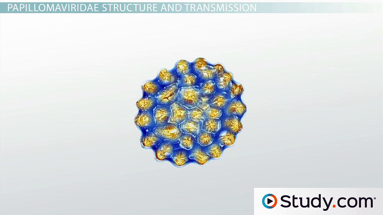 Diseases of the Papillomaviridae Virus Family- Warts and Cancer