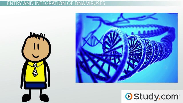 Replication of DNA Viruses