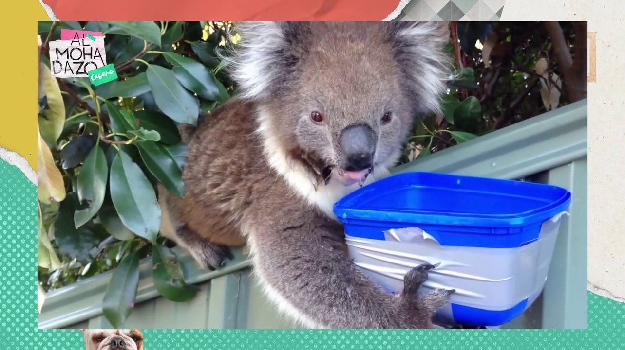 Los animales mas huev$%# del mundo - Almohadazo Casero