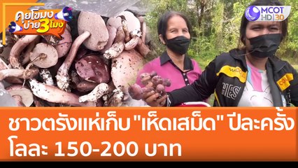 ชาวตรังแห่เก็บ "เห็ดเสม็ด" ปีละครั้ง โลละ 150-200 บาท | คุยโขมงบ่าย 3 โมง