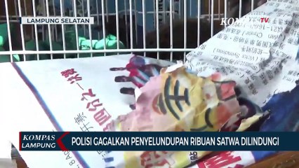 Polisi Gagalkan Penyelundupan Ribuan Satwa Dilindungi