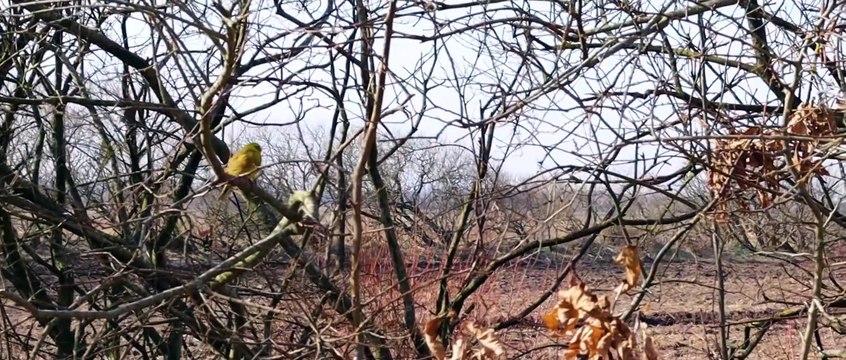 Nature in Denmark-Skjern(Relaxing video of nature)