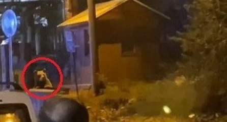 Uludağ’da günübirlikçi tatilcilerin ayı paniği böyle görüntülendi