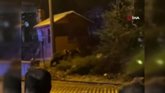 Uludağ’da günübirlikçi tatilcilerin ayı paniği kameralarda